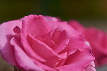 Close view of a pink rose in a blurred background