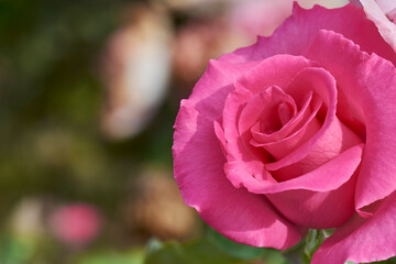 Pink rose in the right side with a  blurred background