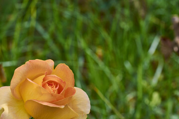 Yellow rose in the left bottom corner with a green blurred background