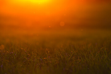 Obraz na płótnie Canvas Grass back-lit by the evening sun on the edge of a meadow.