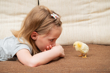little girl looks at the chicken © Gribanov