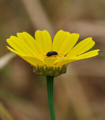 black bug on a yellow flower