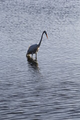 heron fishing