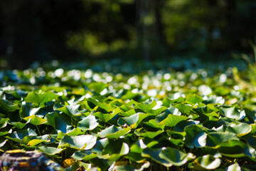decorative lilies on the lake