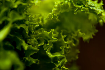 Lettuce leaves on a dark background macro photography