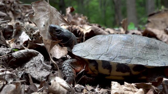 Normal shot of an endangered adult wood turtle in its natural forest habitat.