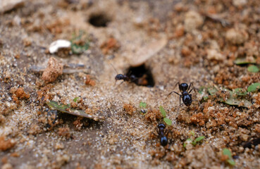 ants going in and out of their colony
