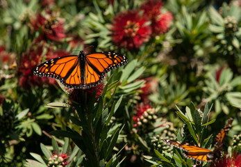 Intricate patterns of monarch butterfly