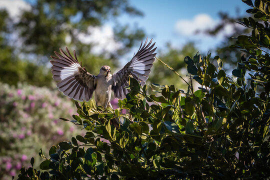 รูปภาพMockingbird – เลือกดูภาพถ่ายสต็อก เวกเตอร์ และวิดีโอ10,292 ...