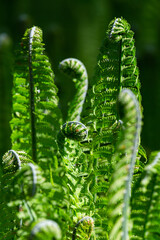 Fototapeta na wymiar green ferns on a green background