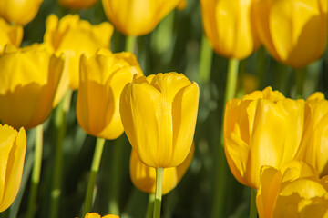 Obraz premium Yellow tulip close-up on a background of other flowers in the flowerbed.