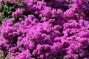 bougainville