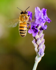 Fototapeta premium bee on a purple flower