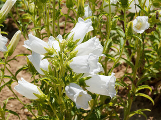 (Campanula medium) Hampe florale de campanule carillon ou campanules à grandes fleurs blanches