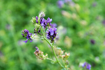 Obraz premium The field is blooming alfalfa