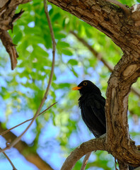 blackbird on a branch