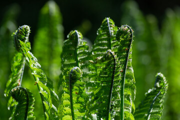 green ferns on a green background