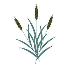 Bulrush vector illustration