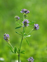 The field is blooming alfalfa