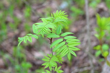 Fashionable shoots of leaves on trees and shrubs. The concept of the beginning of spring, new ideas and beginnings. Stock photo for print and web, wallpaper and background with empty place for text,