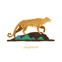 Leopard. Mammal. Vector illustration
flat style.