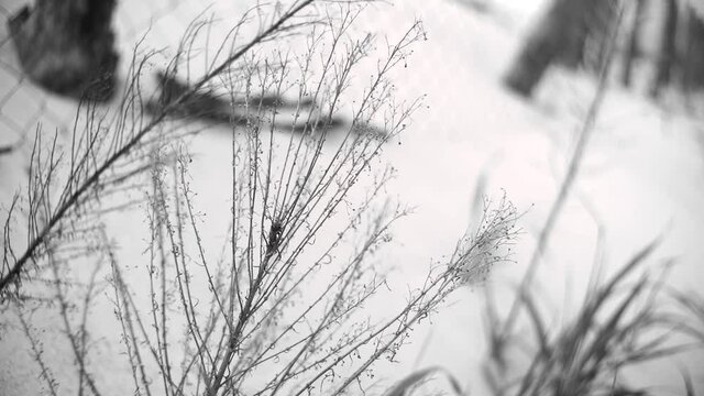Close Depth Shooting Black & White Dead Wood Grass & Herbs at the Sand Desert in Moton Melancolic Mood in Gray Color Still Life Botanical Sketch on an Open Landscape 