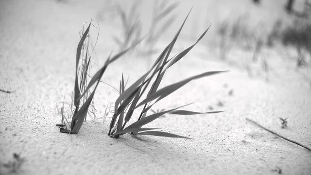Close Depth Shooting Black & White Dead Wood Grass & Herbs at the Sand Desert in Moton Melancolic Mood in Gray Color Still Life Botanical Sketch on an Open Landscape 