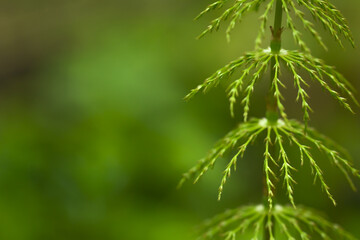 close up of green leaves