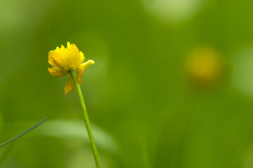 yellow flower on green background