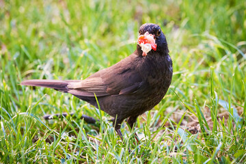 Common blackbird eating strawberry (Turdus merula)