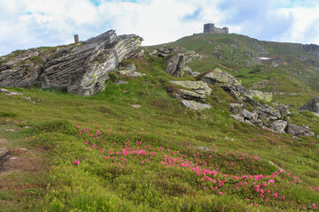 Fototapeta na wymiar Old observatory castle on the mount Pip Ivan, Pand pink rose rhododendron flowers on the rocky mountain slope. Hiking travel outdoor concept, the Carpathian Mountains, Chornohora, Ukraine.
