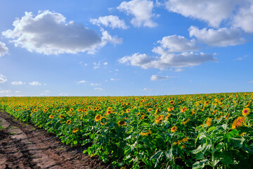 field of sunflowers with blue cloudy sky