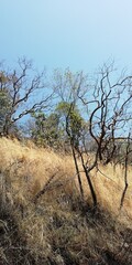 Sight in Chinnar Reserve Forest