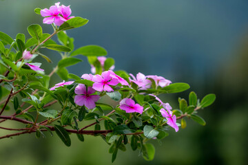 Obraz premium Mediterranean greek flower in the countryside. Spring flower branch in bloom on nature blur background.