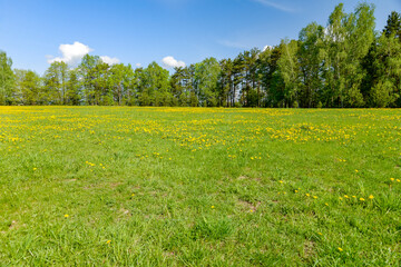 field of yellow flowers in spring sunny day