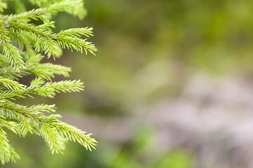 close up of pine needles