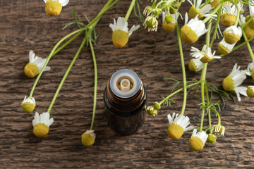 A bottle of essential oil with fresh chamomile flowers