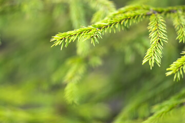 close up of a pine tree