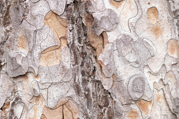 tree bark texture