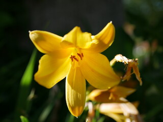 Gelbe Taglilie, Lilie Blume Bl&uuml;te