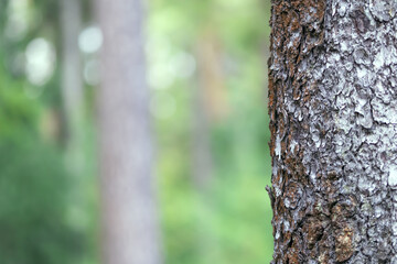 tree trunk in the forest