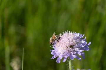 Fototapeta premium Bienen in Macro