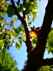 Fototapeta premium View on the drop of gum resin (gum sap, vegetable gum) illuminated by the ray of sun on the branch of the fruit tree. Wallpaper for positive emotions
