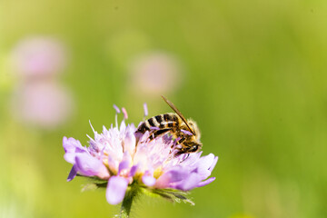 Bienen in Macro