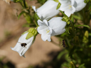 (Campanula medium) Gros plan sur fleur de campanule carillon au bord ourlé de couleur blanche