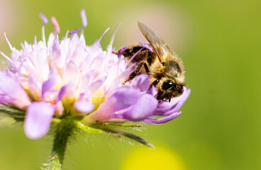 Bienen in Macro