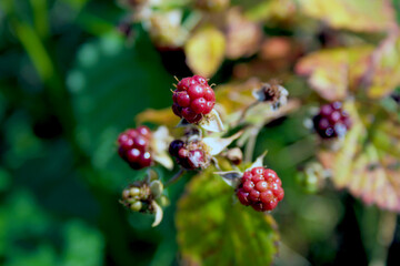 A beautiful bramble branch with unripe red berries