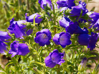 Campanula medium | Campanule carillon ou campanule à grosses fleurs bleu violacé en forme de...