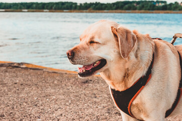 A Labrador Retriever in a harness and on a leash stands and laughs with closed eyes on the river embankment. Travel with a dog around the world