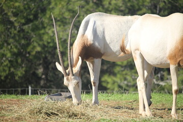 antelope in the wild